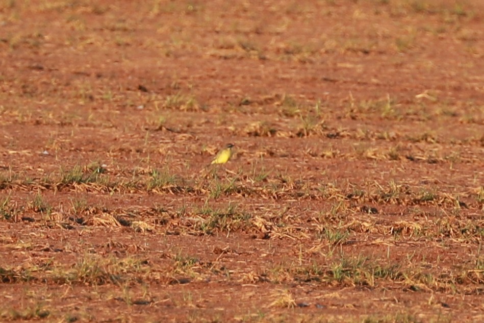 ツメナガセキレイ - ML646442041