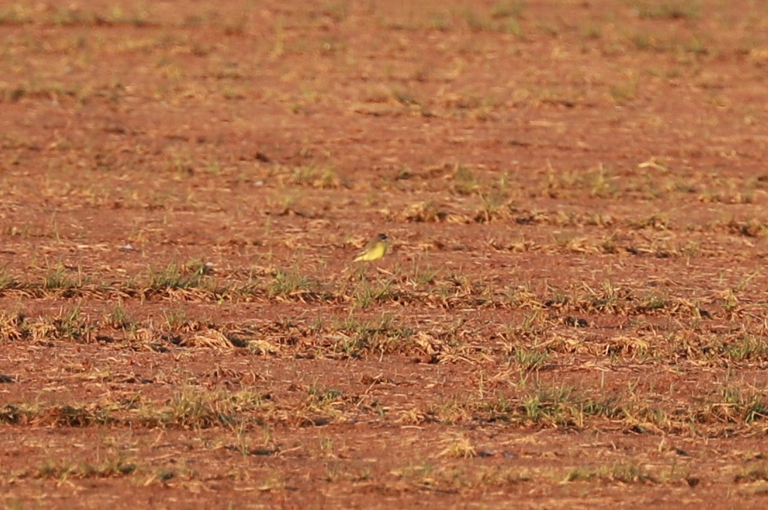 ツメナガセキレイ - ML646442042