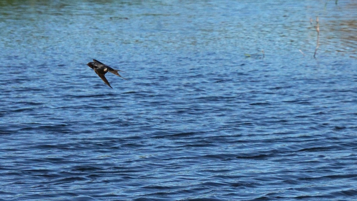 vlaštovka obecná - ML646442043