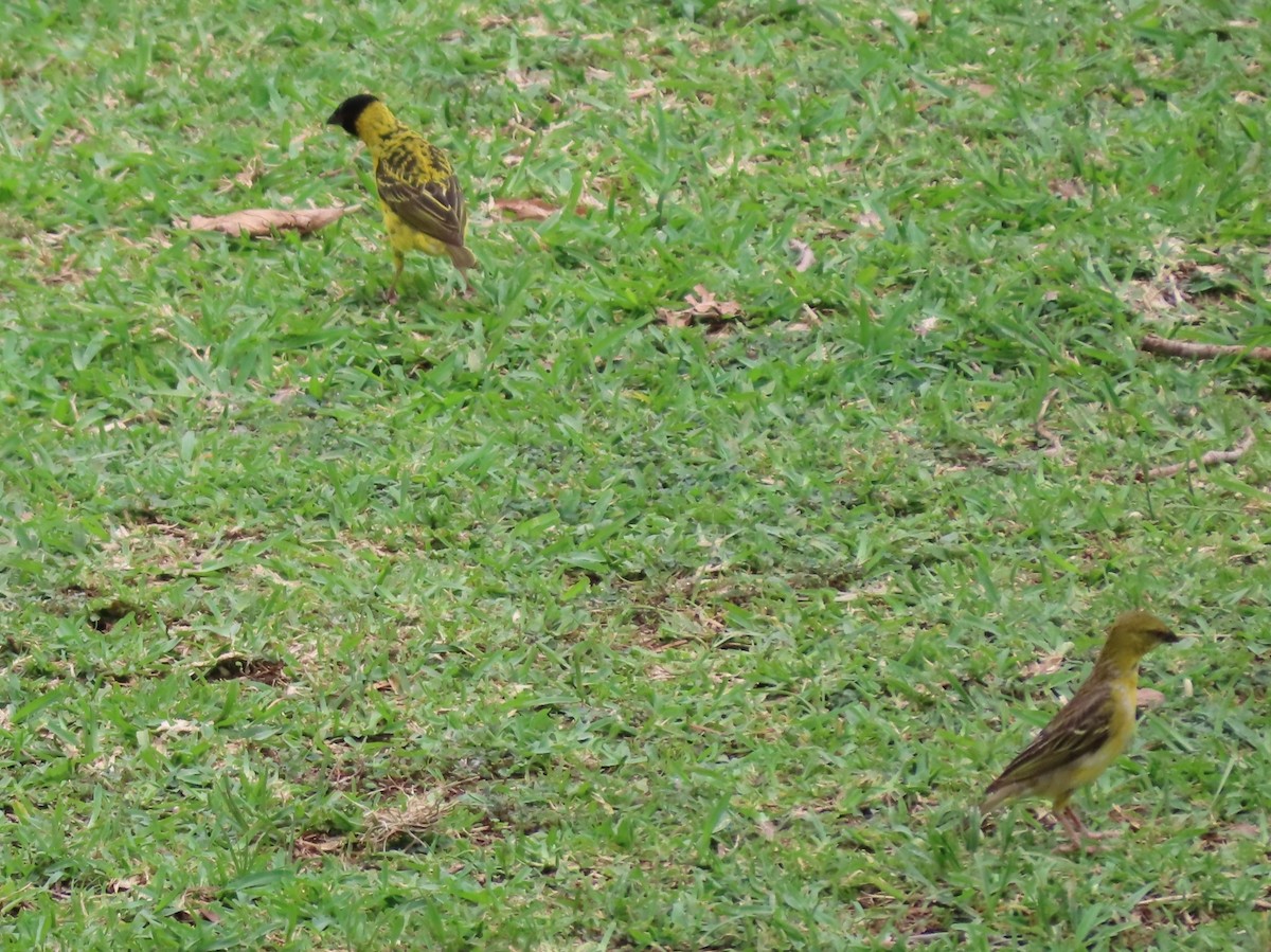 Güneyli Maskeli Dokumacı - ML646442046