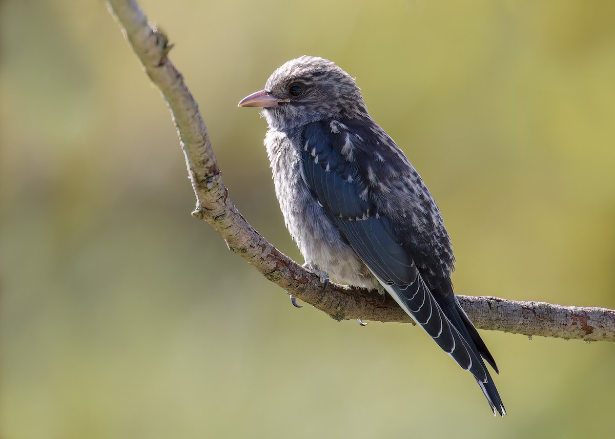 Dusky Woodswallow - ML646442047