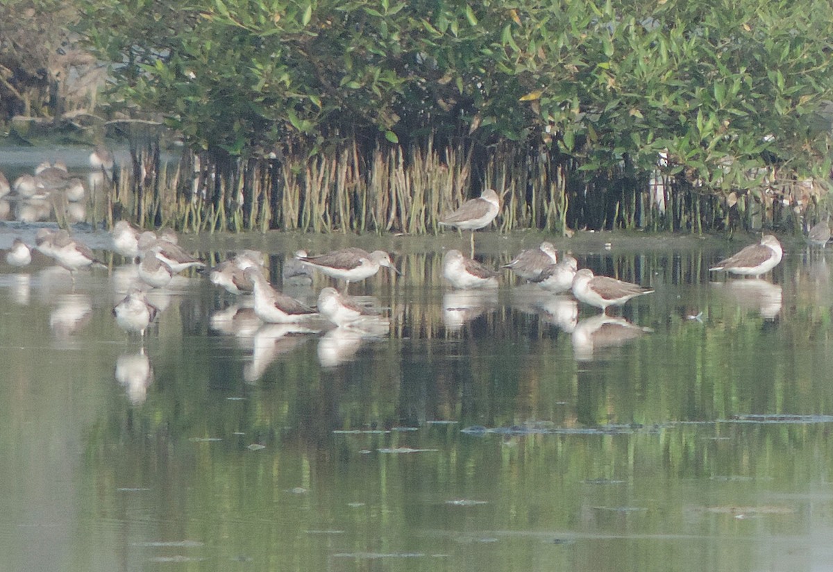 アオアシシギ - ML646442048