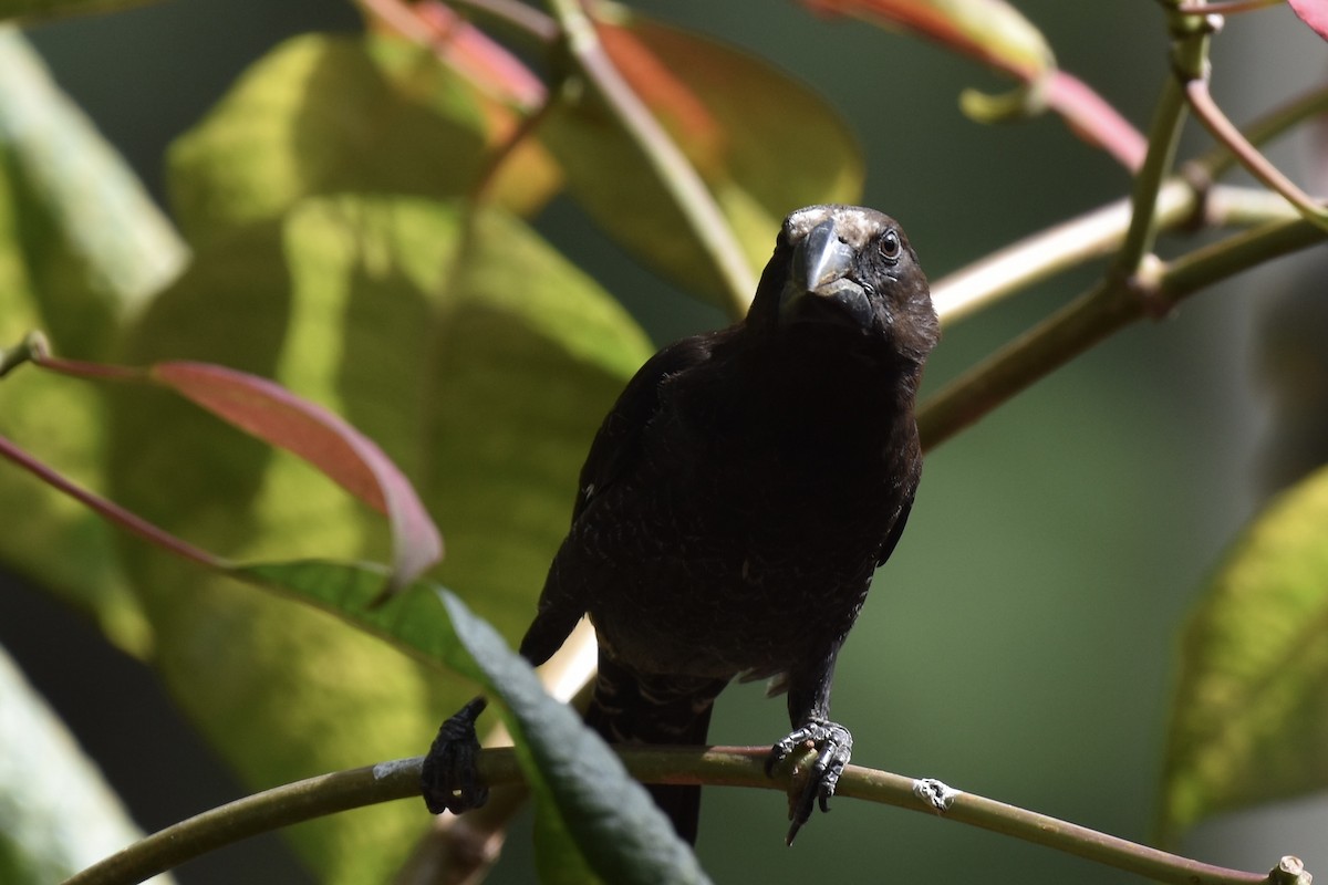 Grosbeak Weaver - ML646442049