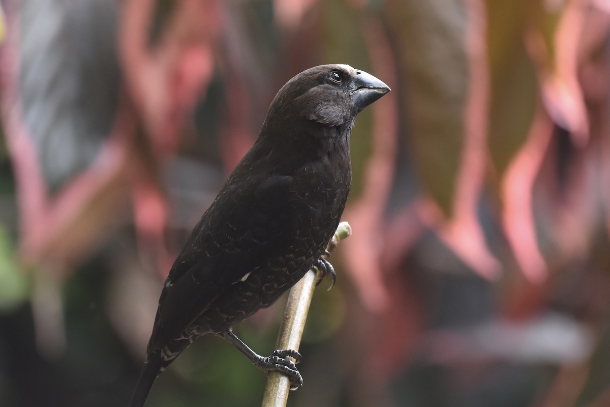 Grosbeak Weaver - ML646442050