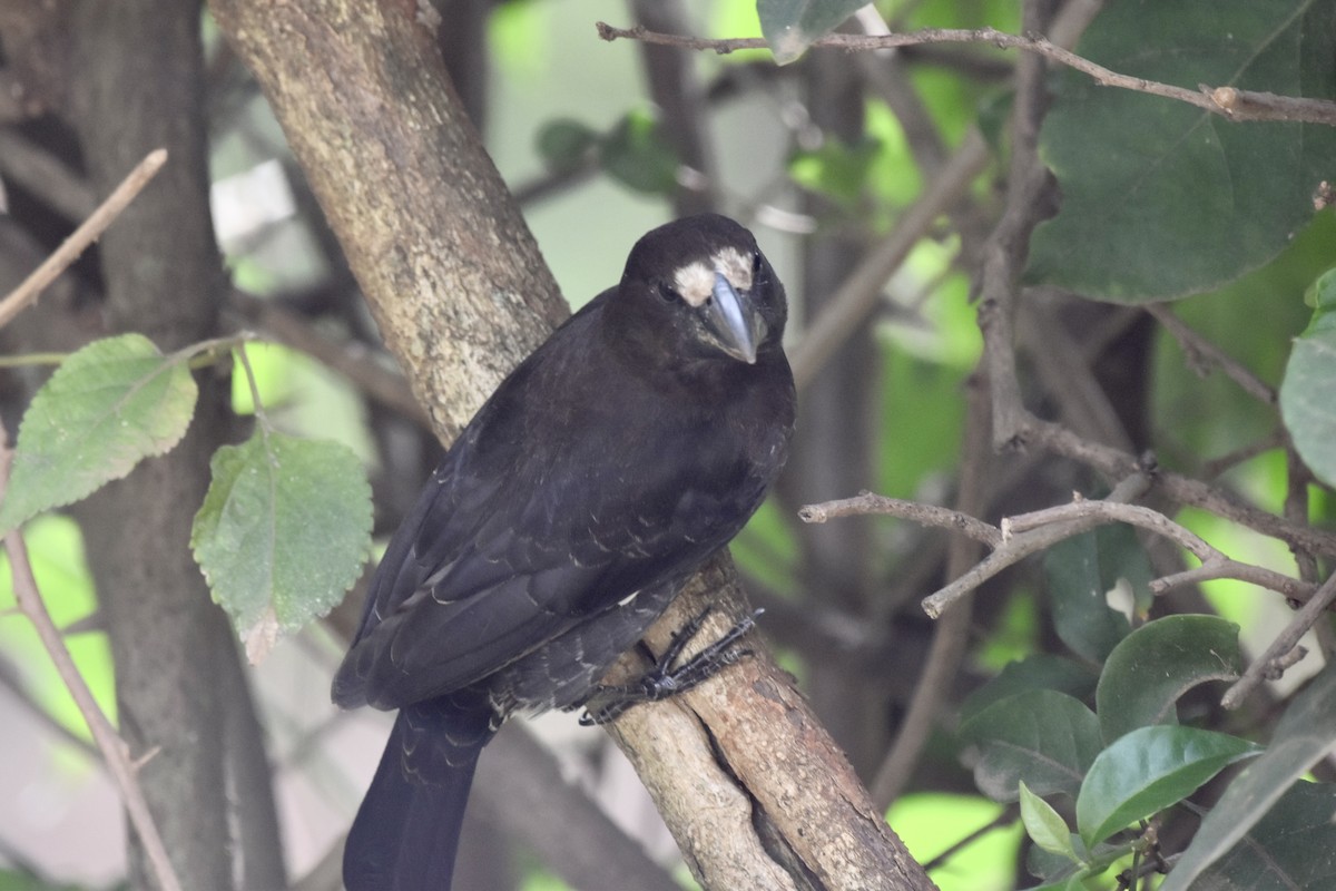 Grosbeak Weaver - ML646442051