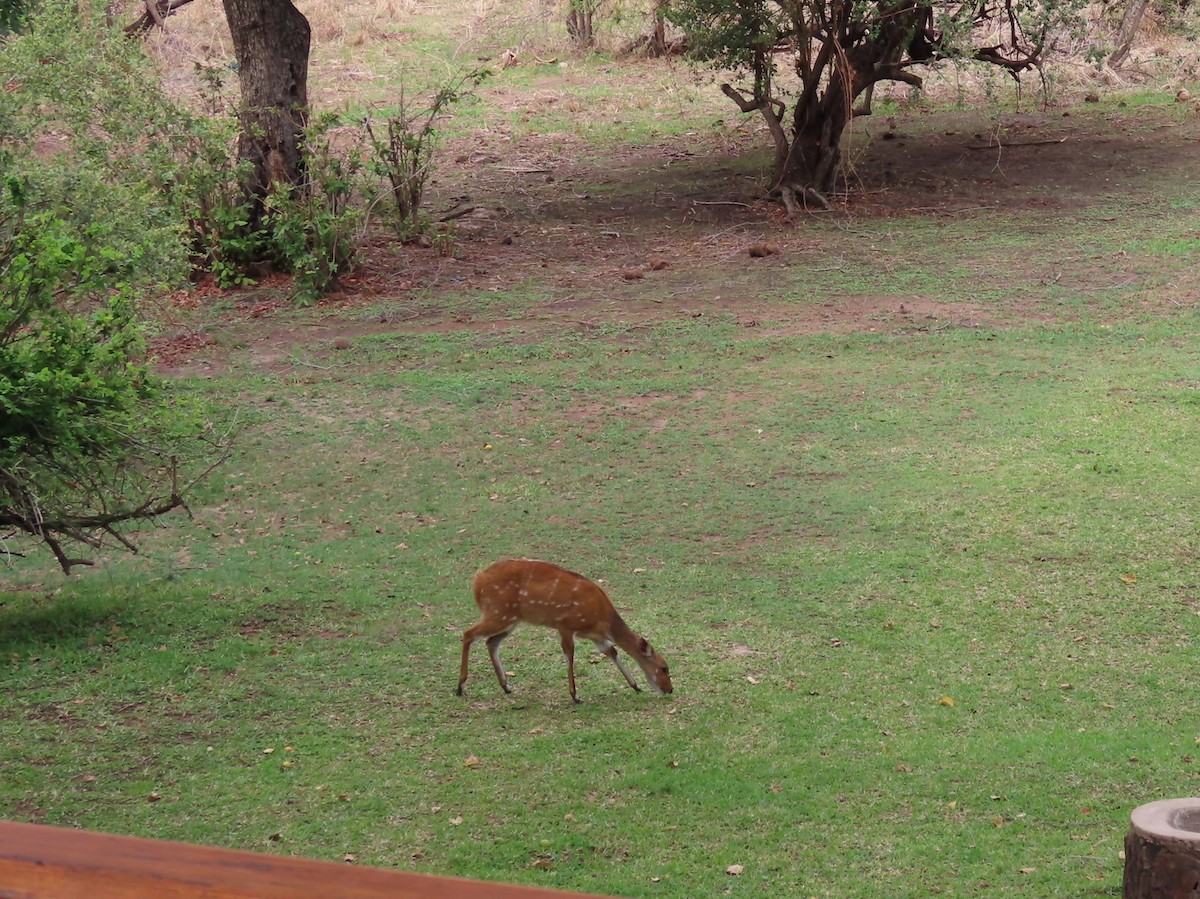 Memeliler - ML646442052