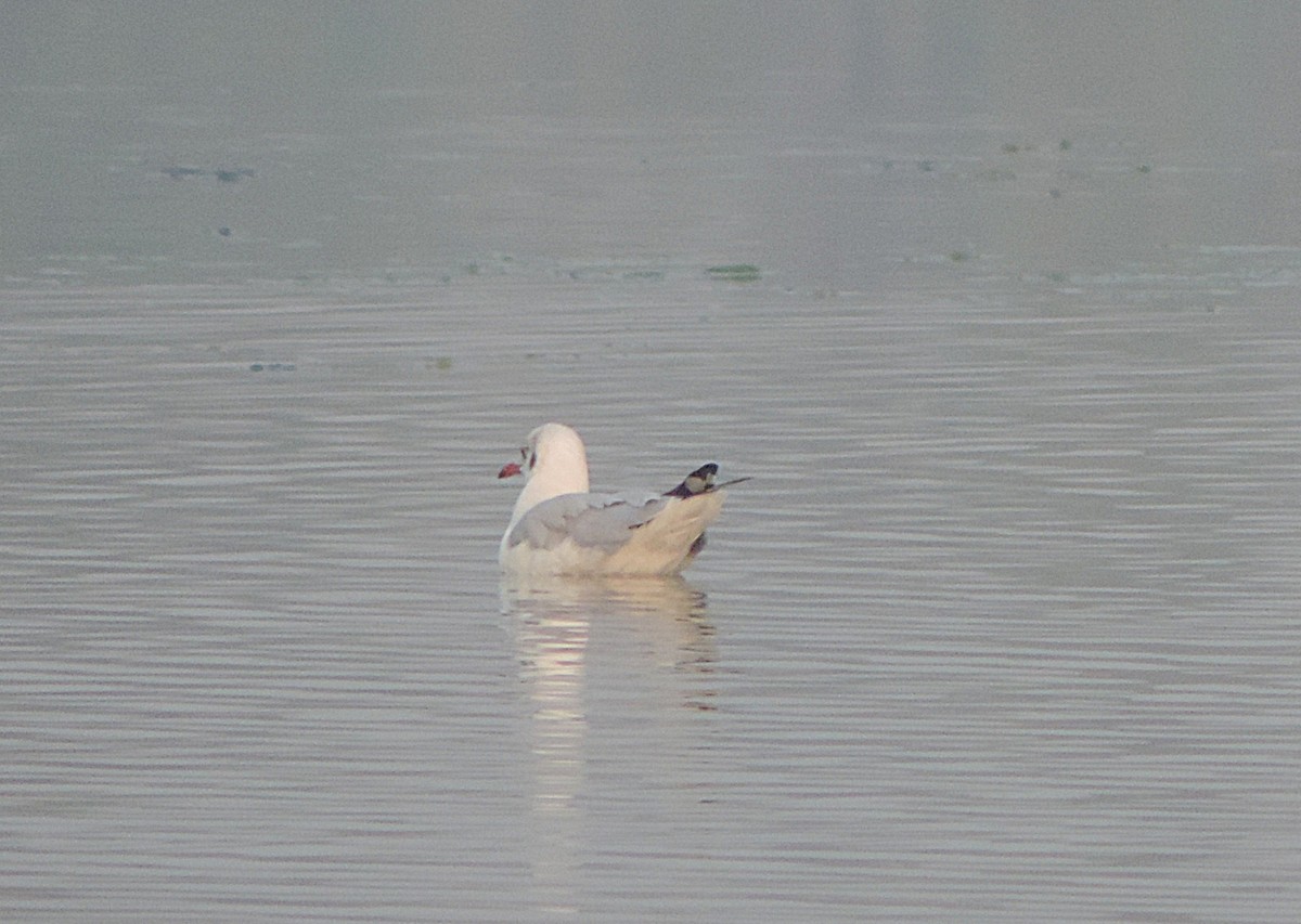 Brown-headed Gull - ML646442053