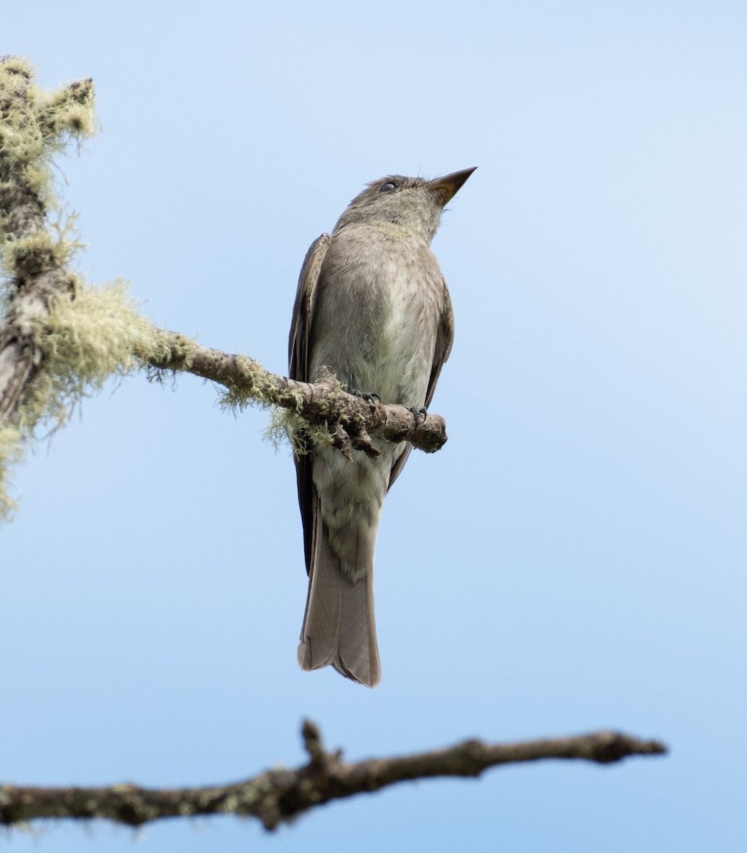 Western Wood-Pewee - ML646442059