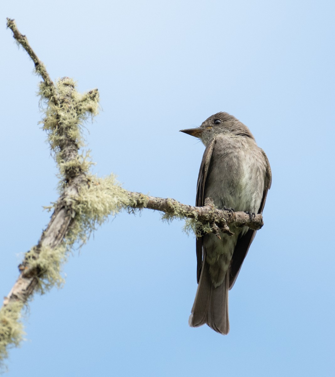 Western Wood-Pewee - ML646442060