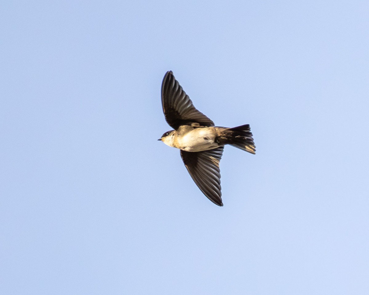 Blue-and-white Swallow - ML646442061