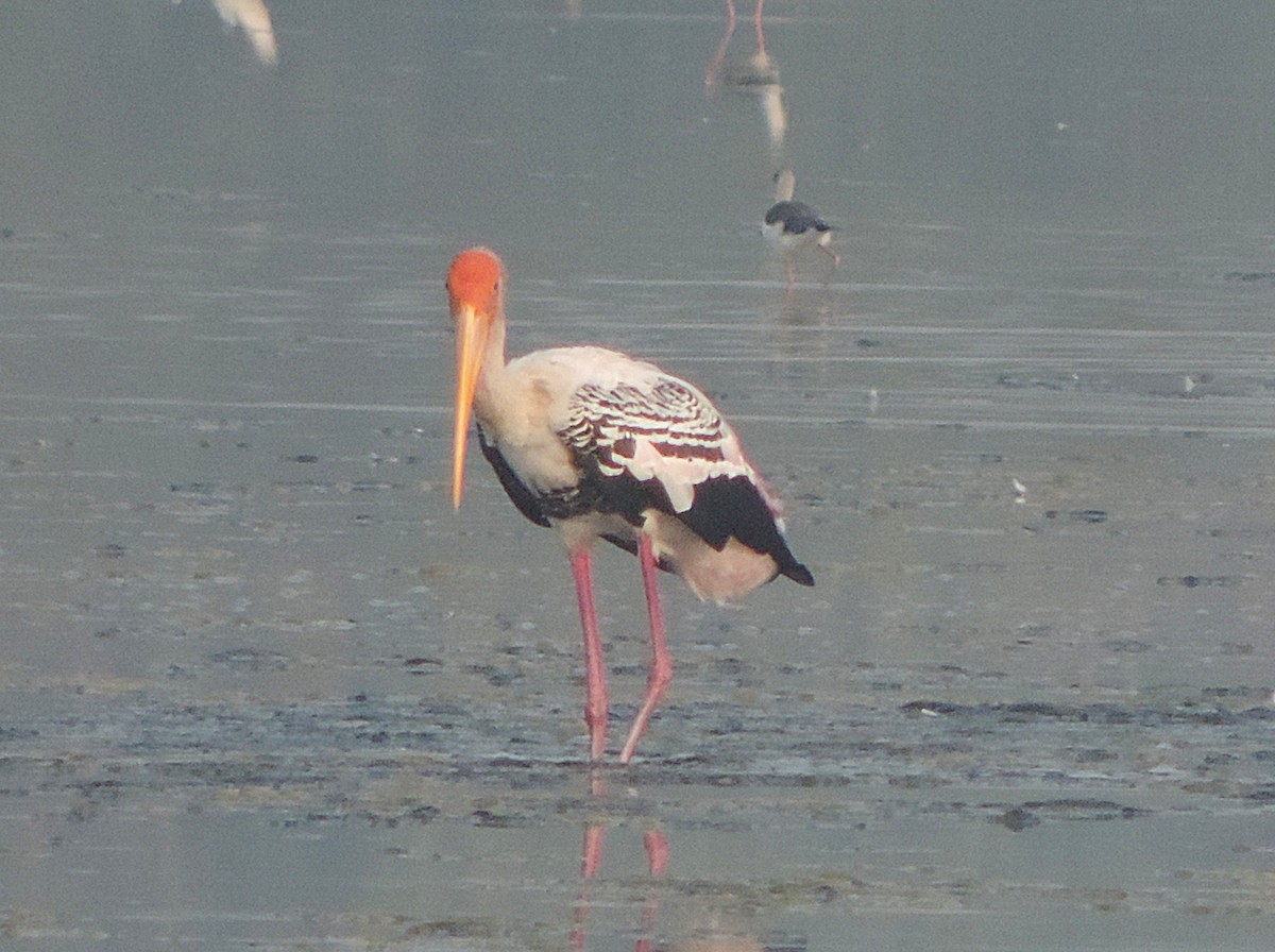 インドトキコウ - ML646442062