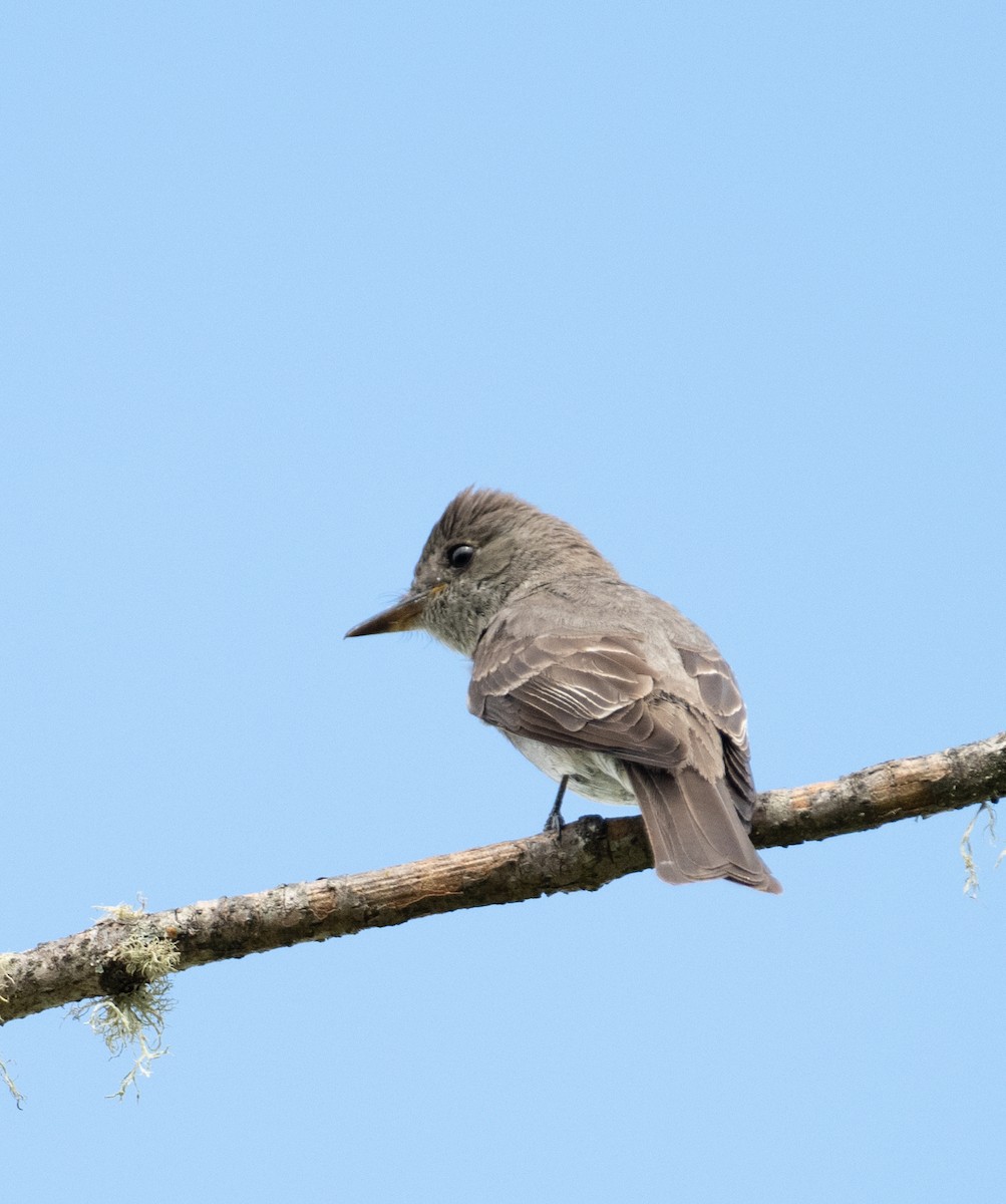 Western Wood-Pewee - ML646442063