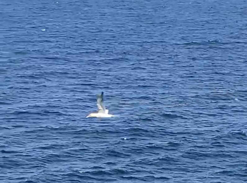 Northern Gannet - ML646442064