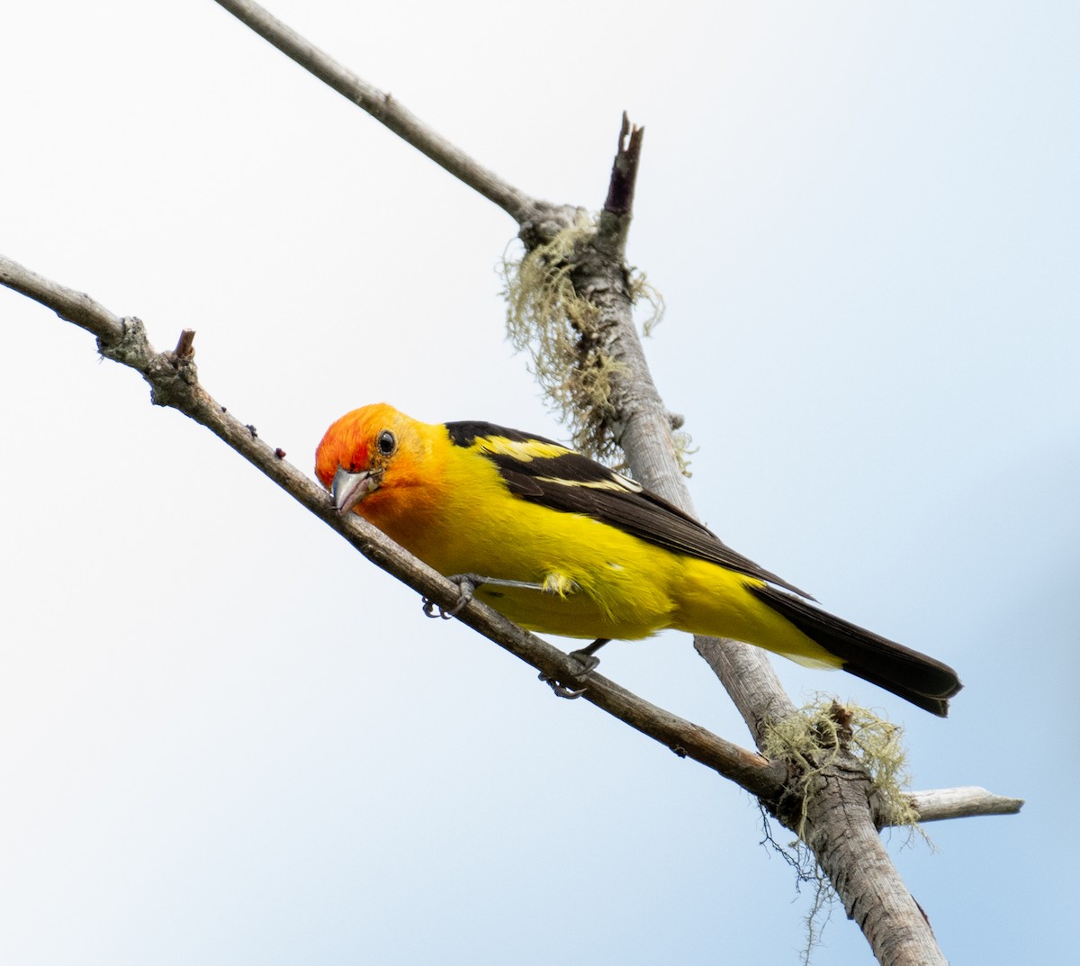 Western Tanager - ML646442072