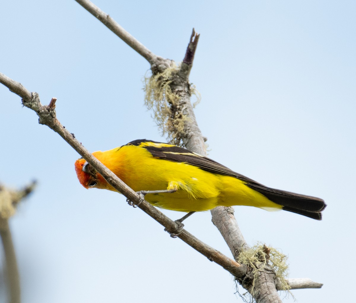 Western Tanager - ML646442073