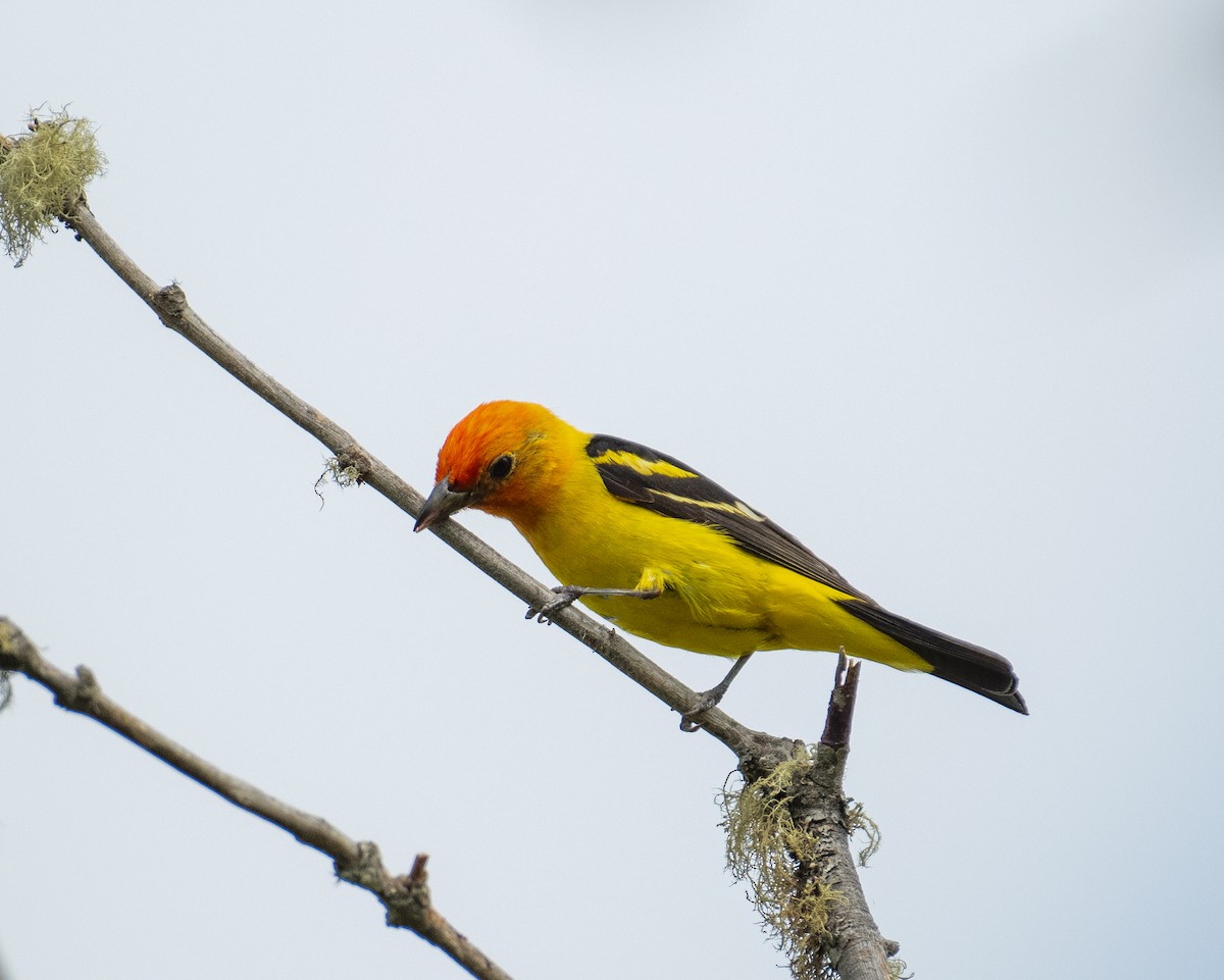 Western Tanager - ML646442074