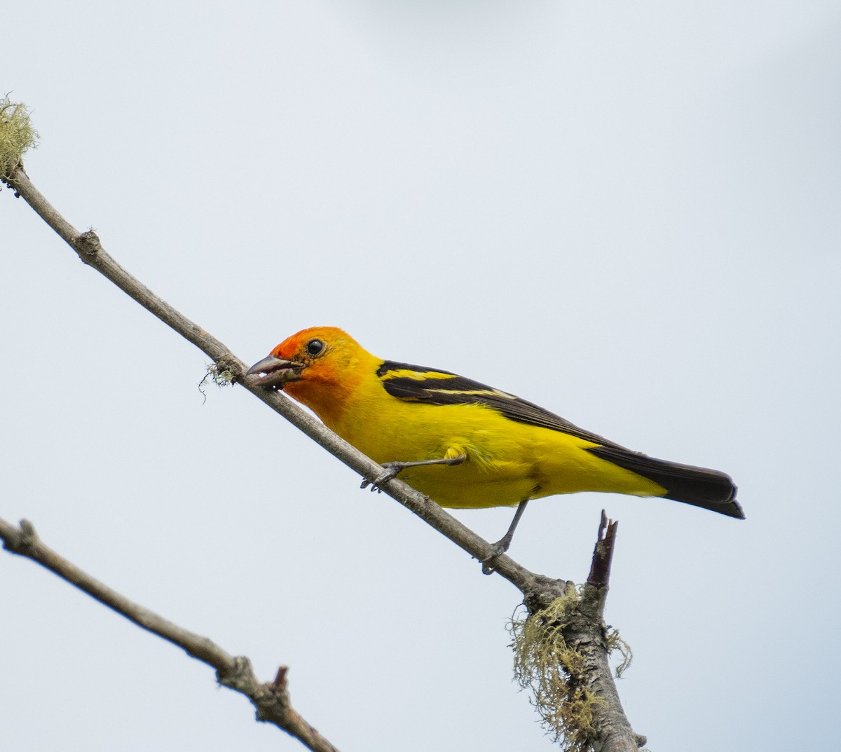 Western Tanager - ML646442076