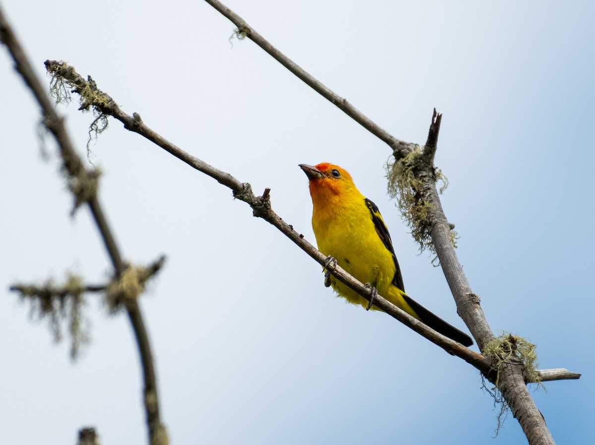 Western Tanager - ML646442078