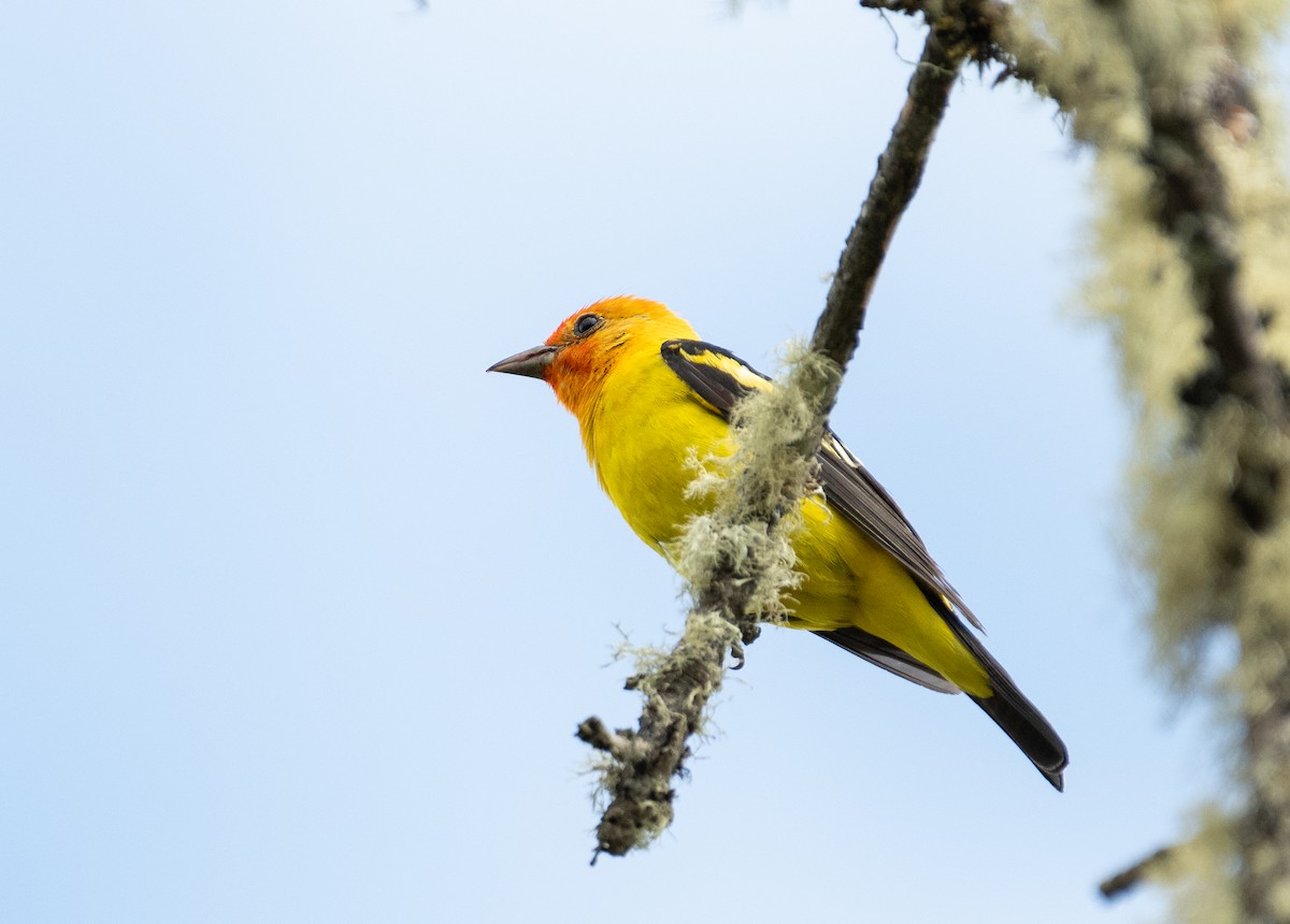 Western Tanager - ML646442079