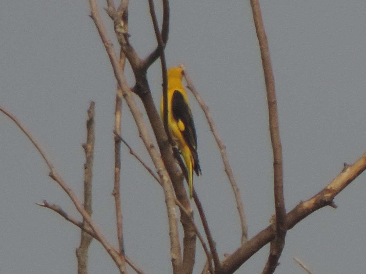 זהבן הודי - ML646442081