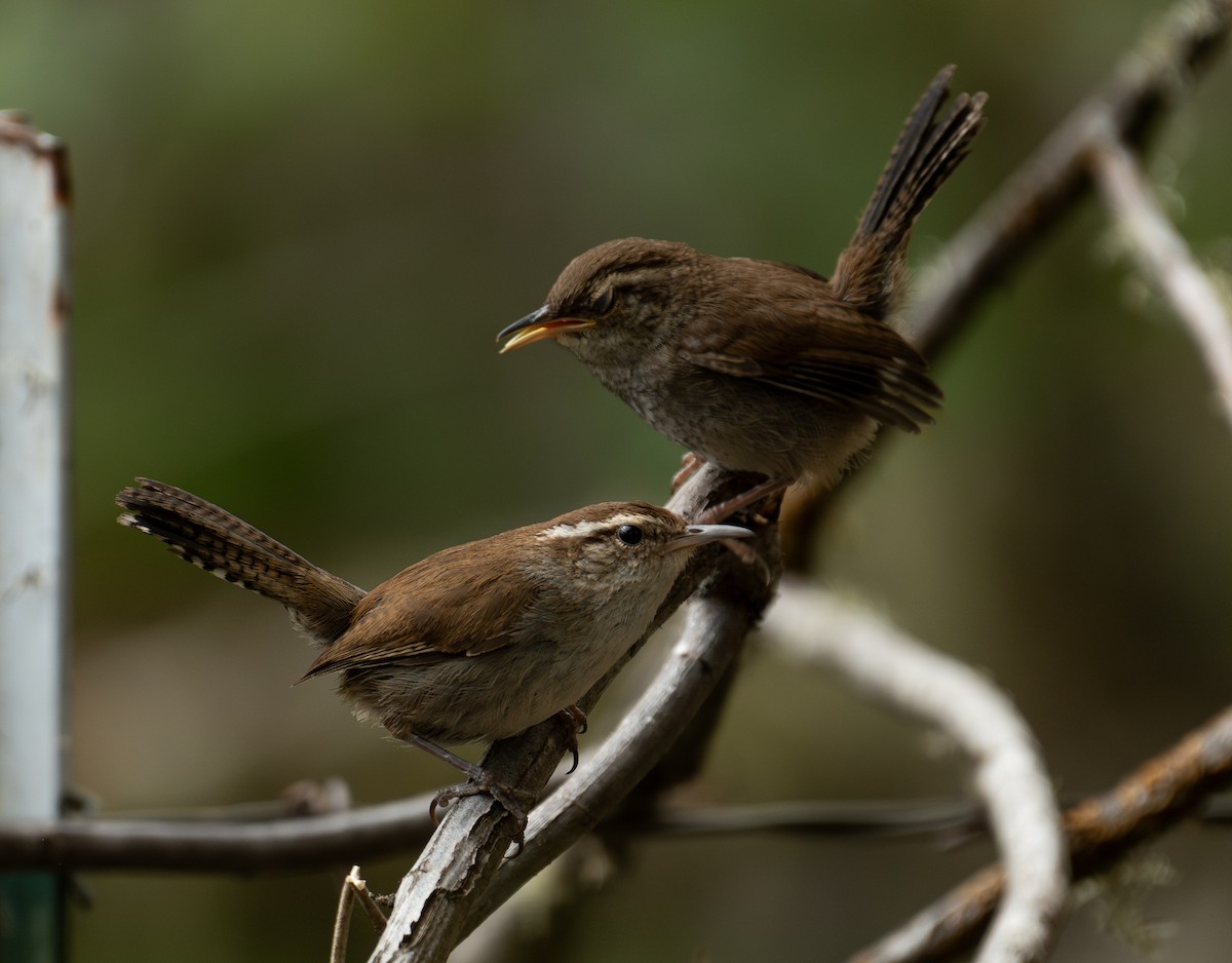 Bewick's Wren - ML646442082