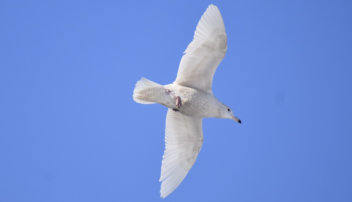 Gabbiano glauco - ML646442085