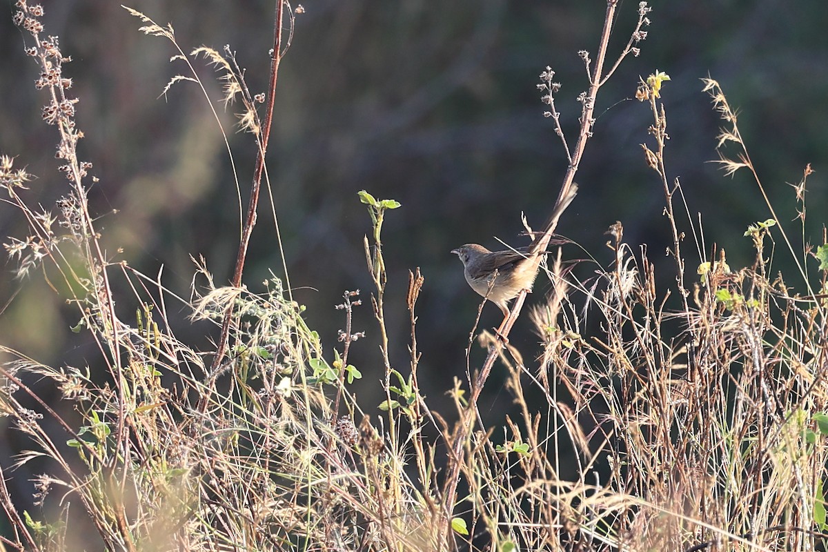 Jungle Prinia - ML646442087