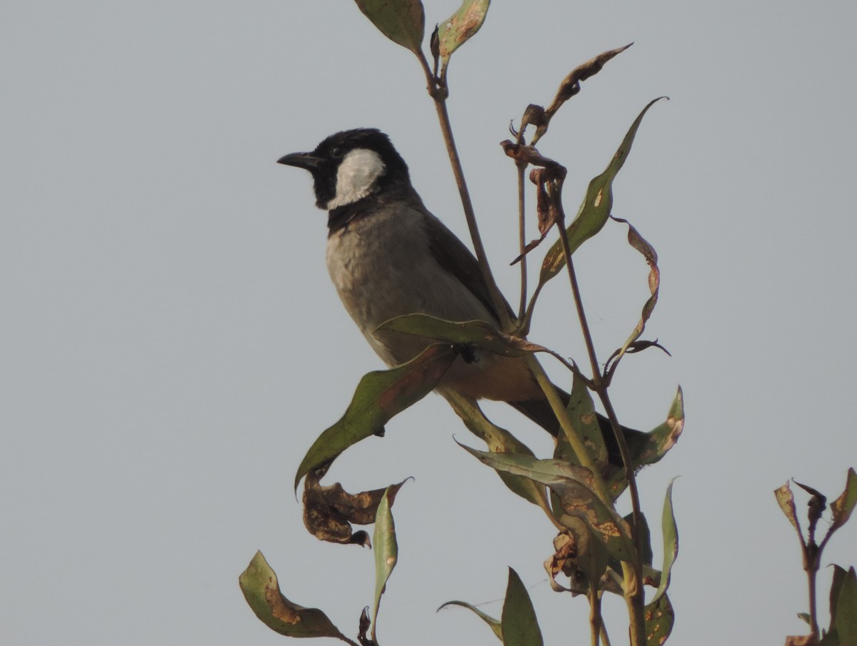 シロミミヒヨドリ - ML646442088