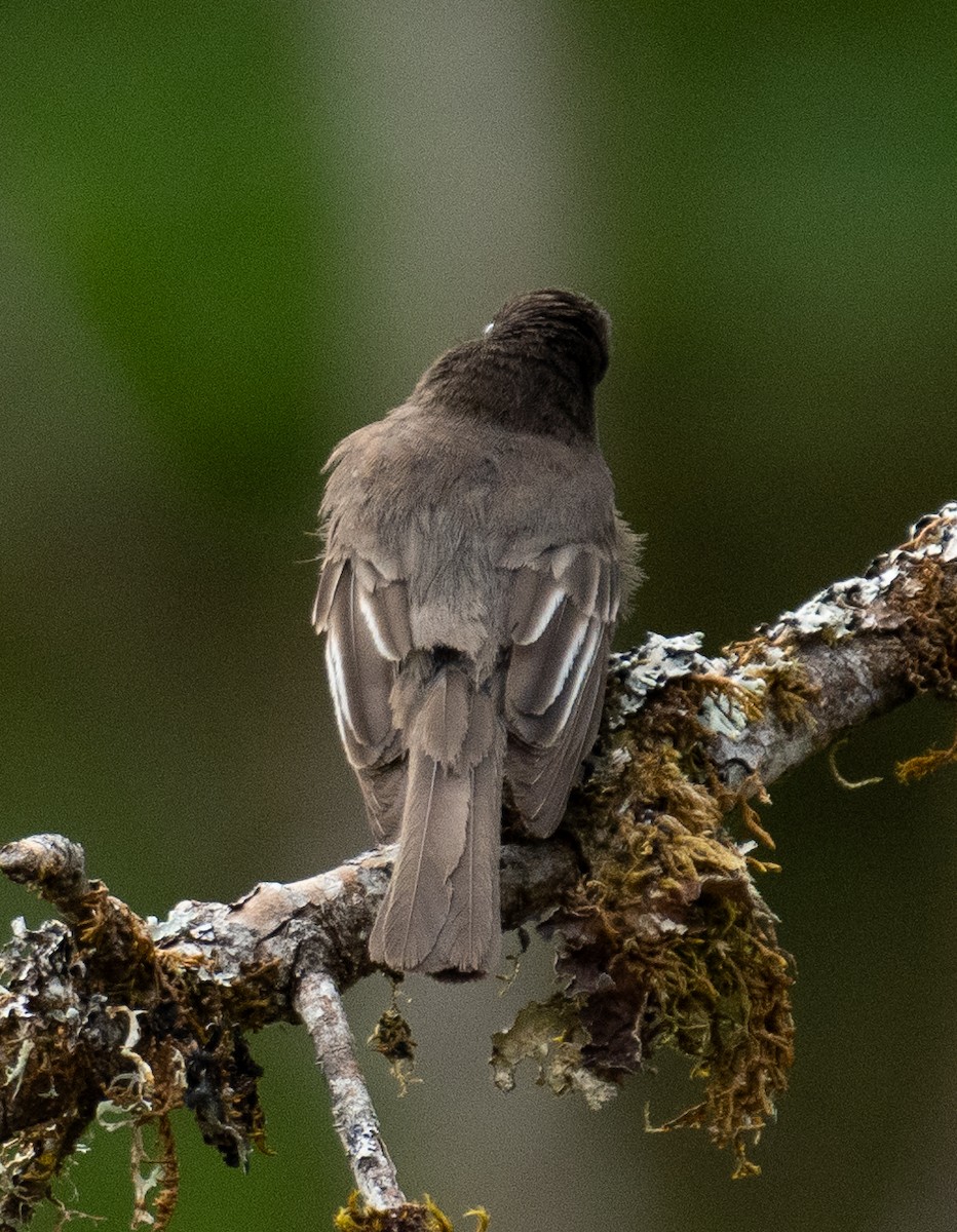 Black Phoebe - ML646442089