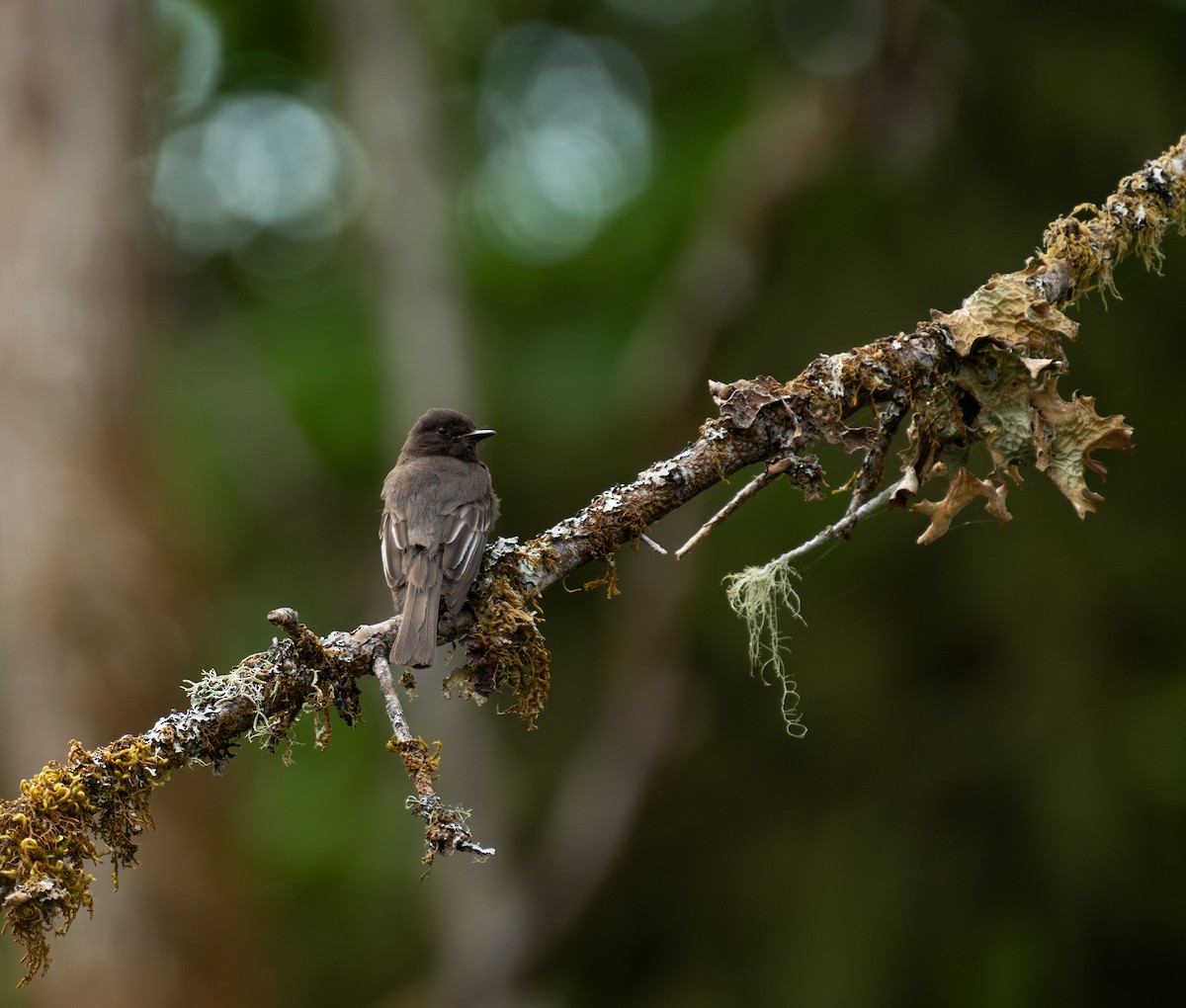 Black Phoebe - ML646442090