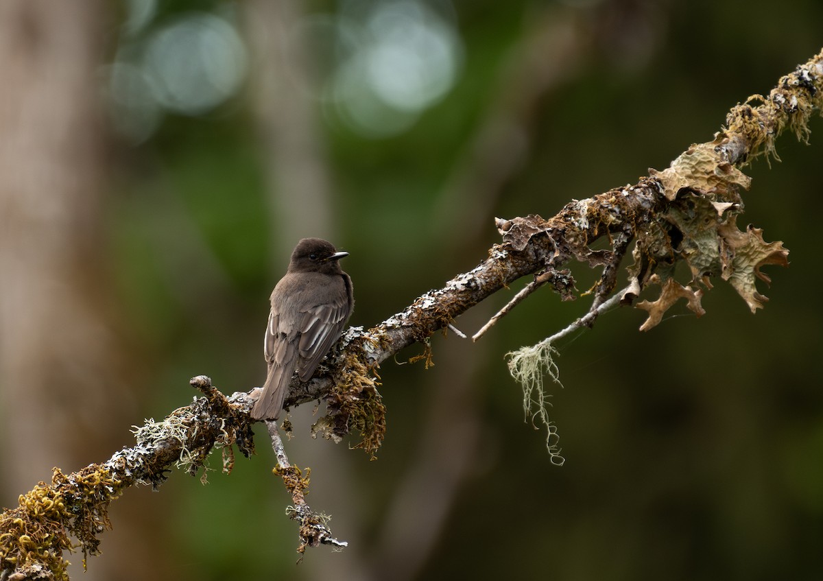 Black Phoebe - ML646442091