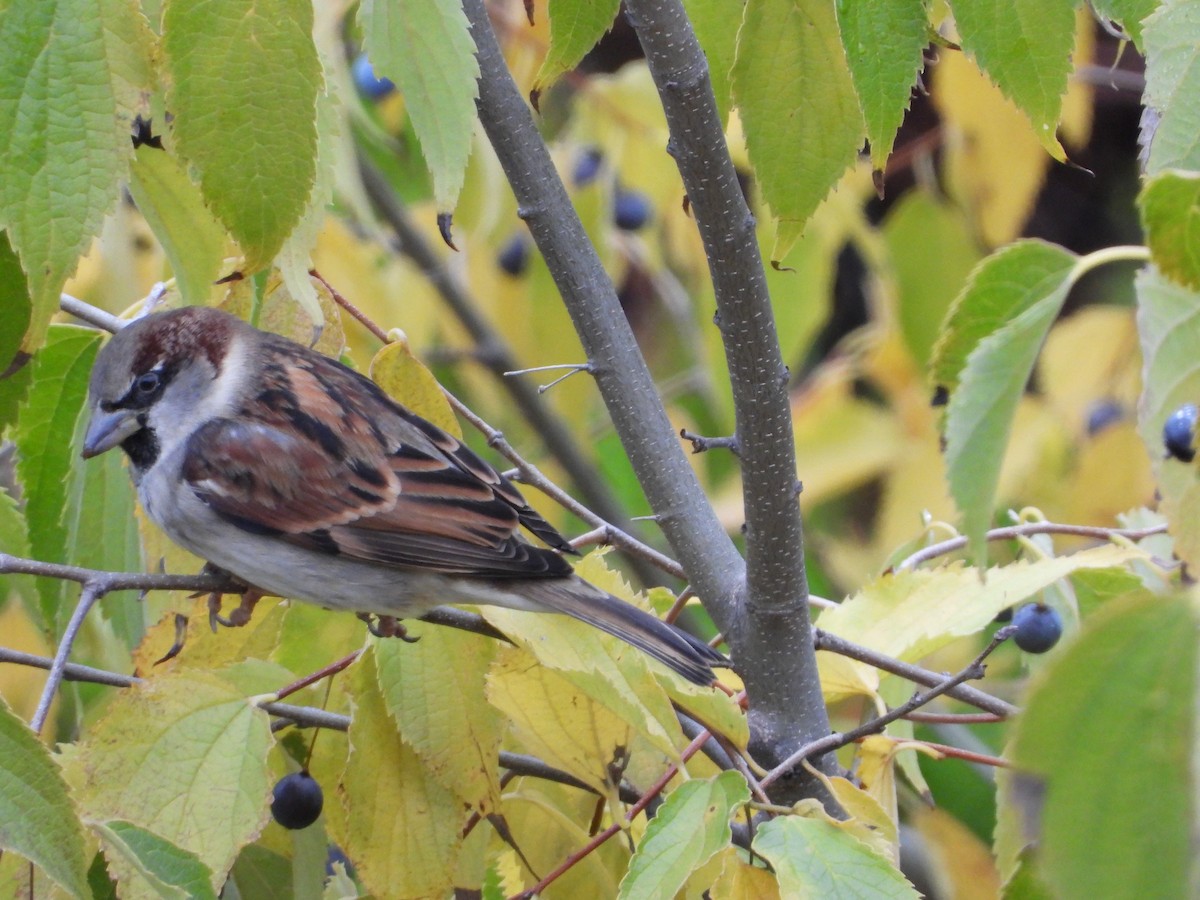 House Sparrow - ML646442093