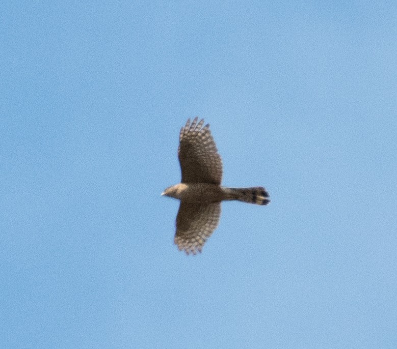 Cooper's Hawk - ML646442096