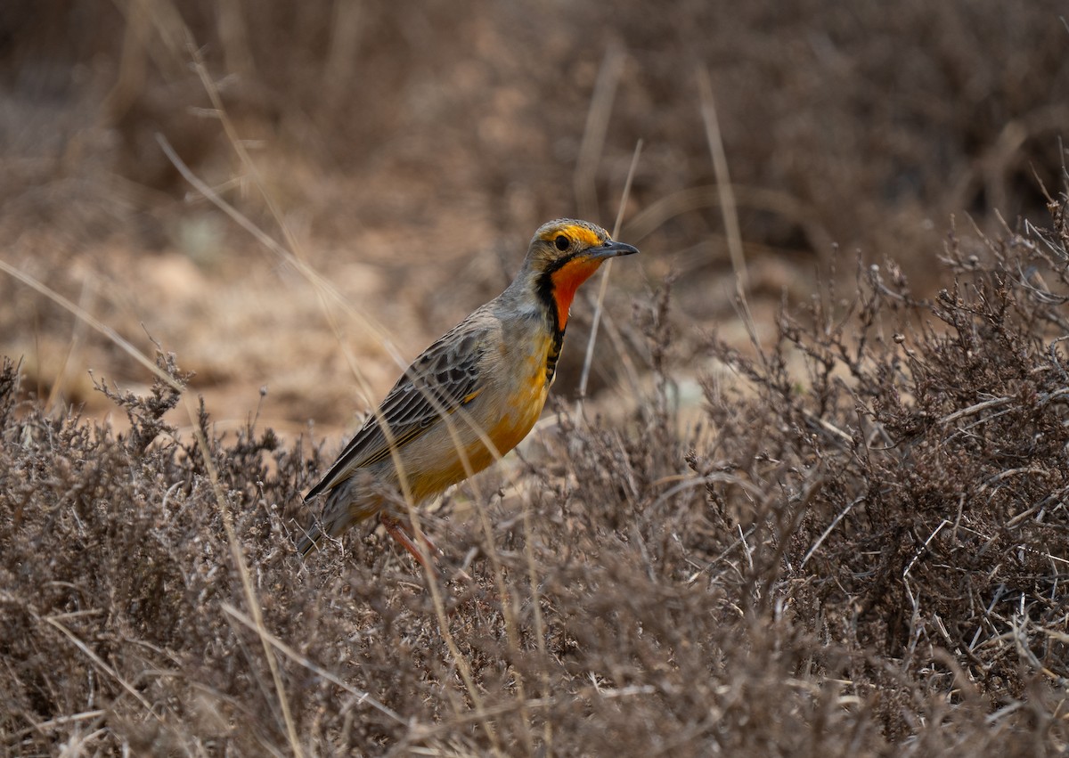 Orange-throated Longclaw - ML646442097