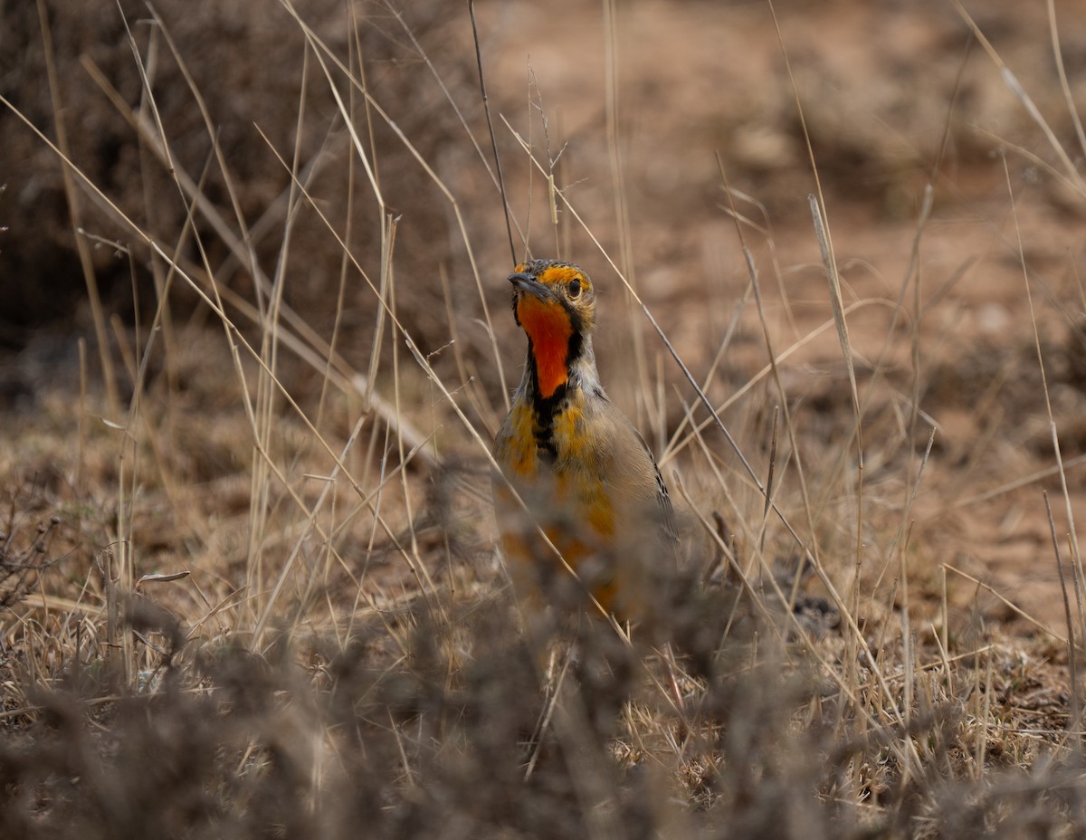 Orange-throated Longclaw - ML646442098