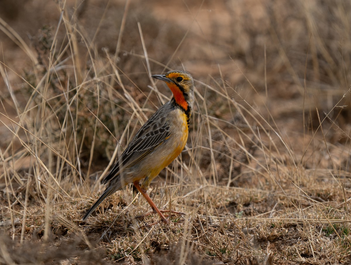 Orange-throated Longclaw - ML646442099