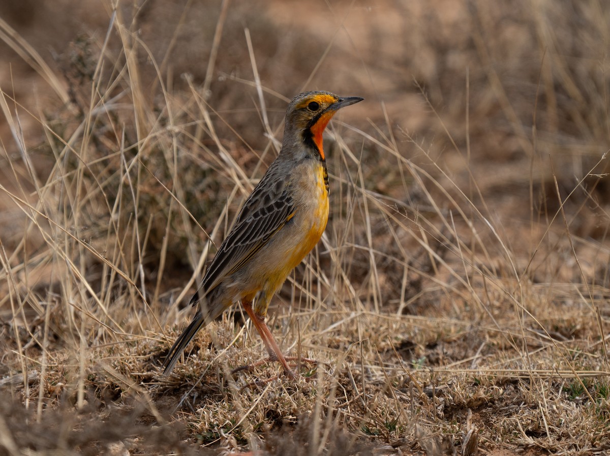 Orange-throated Longclaw - ML646442100
