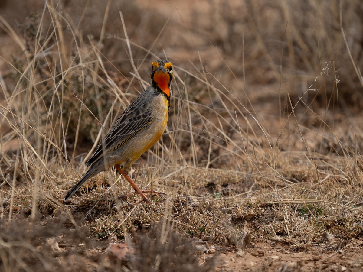 Orange-throated Longclaw - ML646442101