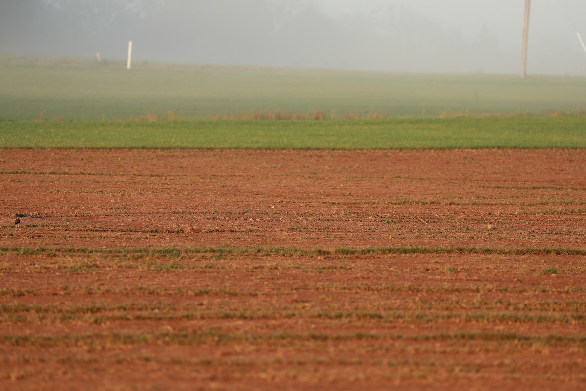 Eastern Yellow Wagtail - ML646442103