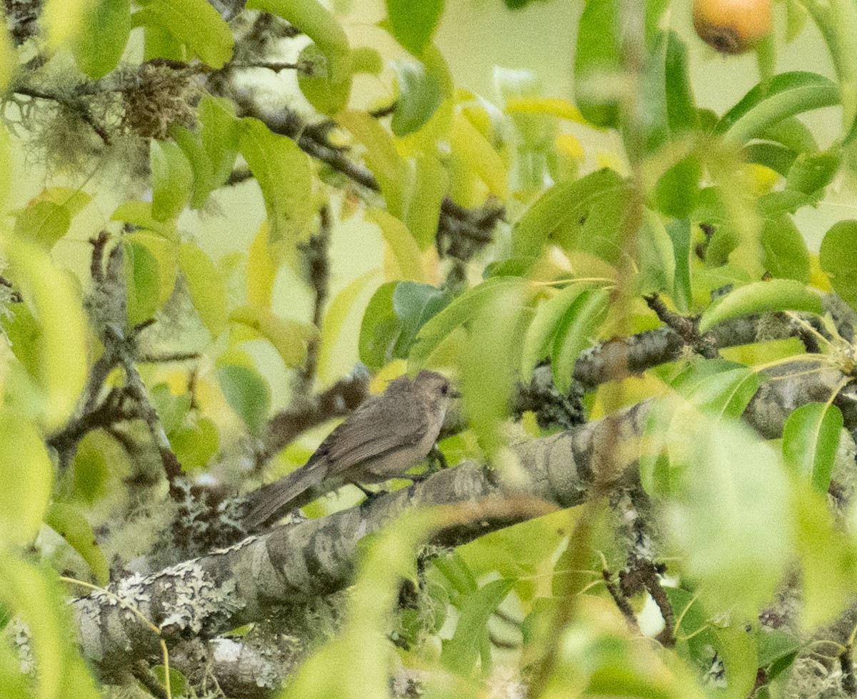 Bushtit - ML646442104