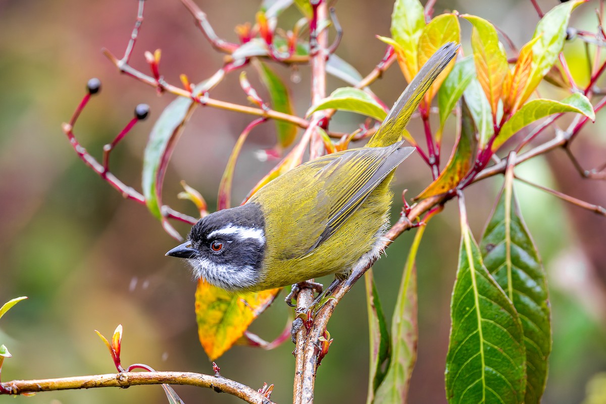 Sooty-capped Chlorospingus - ML646442105