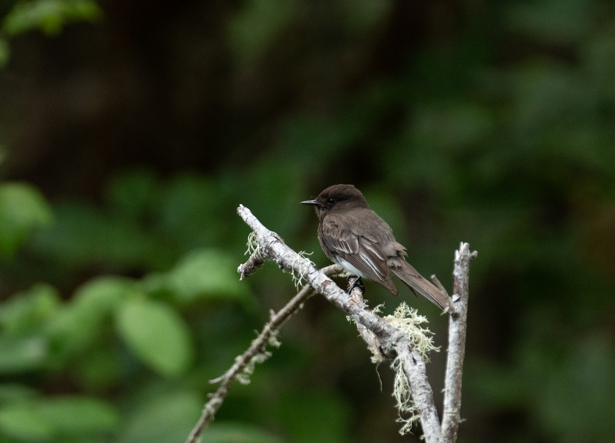Black Phoebe - ML646442106