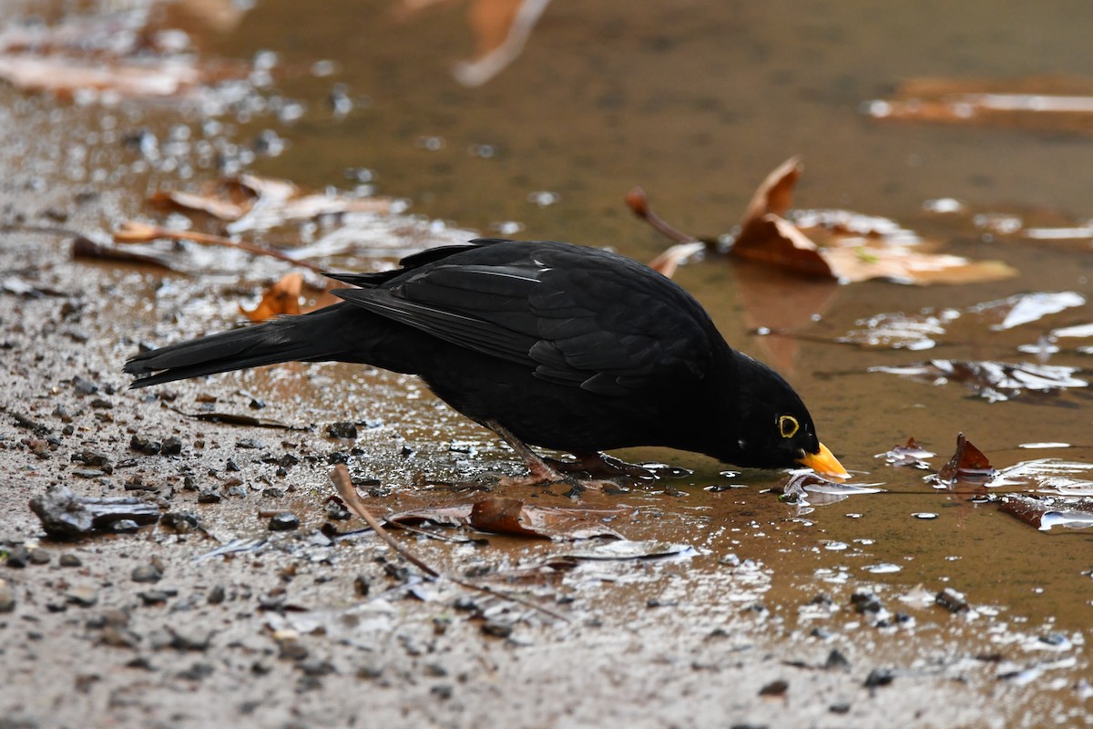 Eurasian Blackbird - ML646442109
