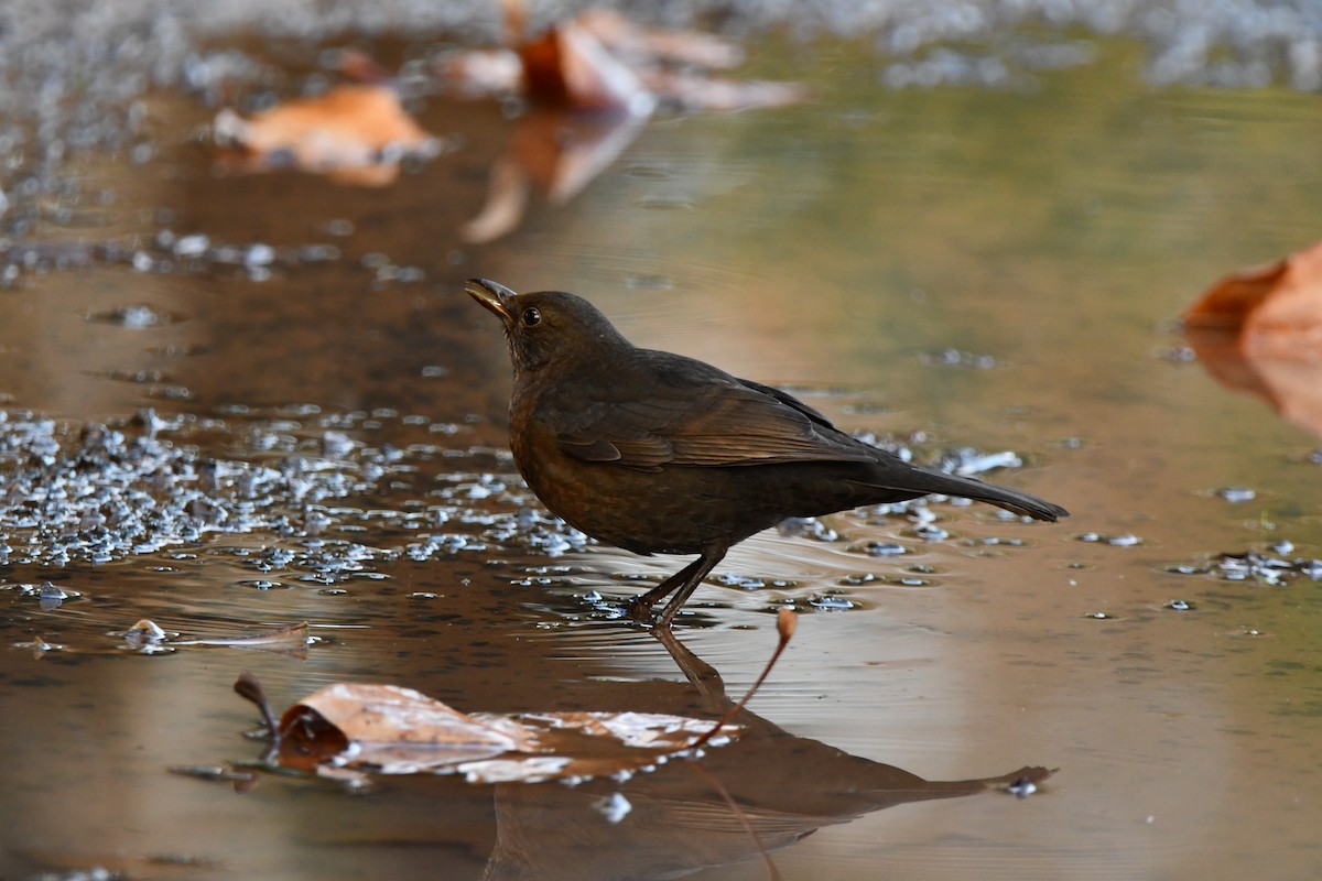 Eurasian Blackbird - ML646442110