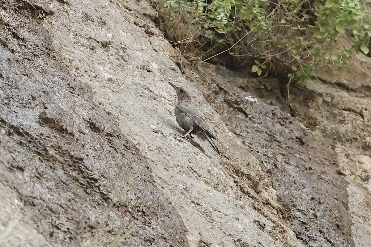 Blue Rock-Thrush - ML646442111