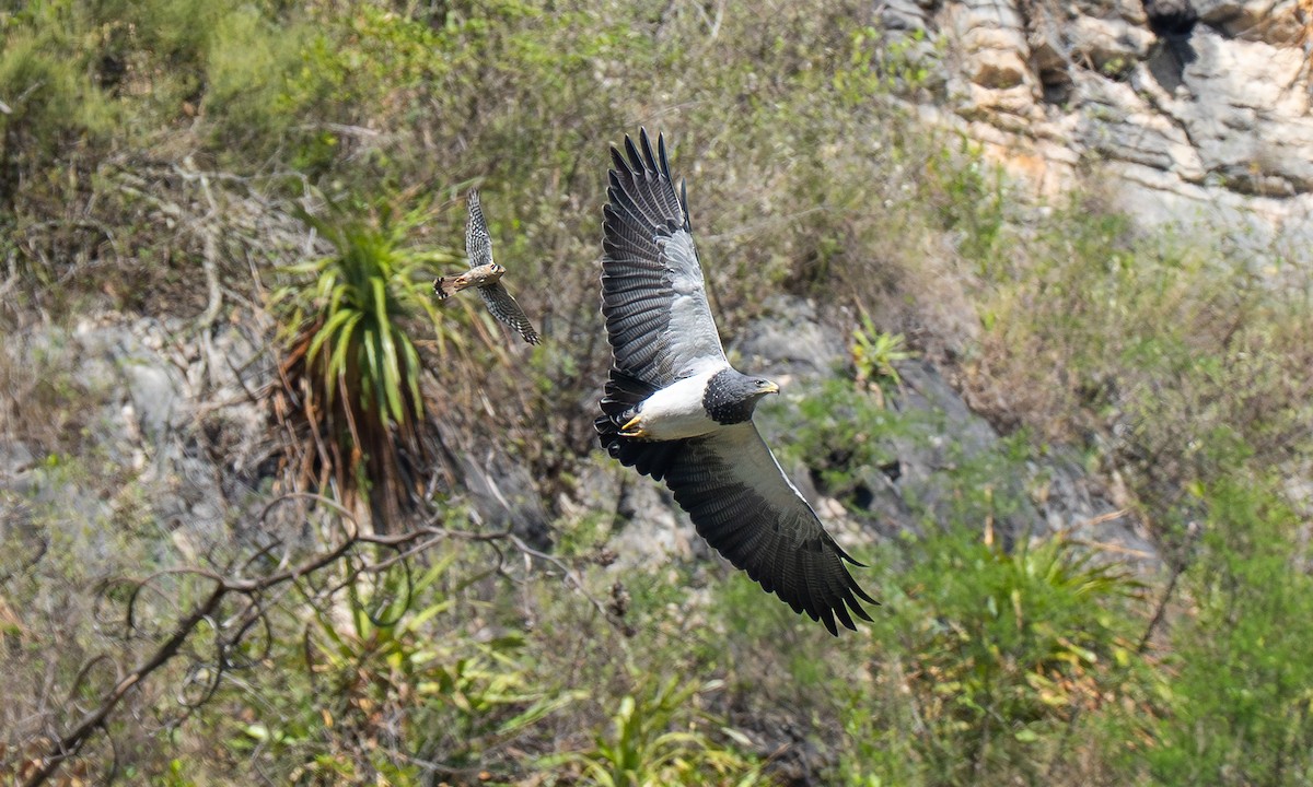 Black-chested Buzzard-Eagle - ML646442112