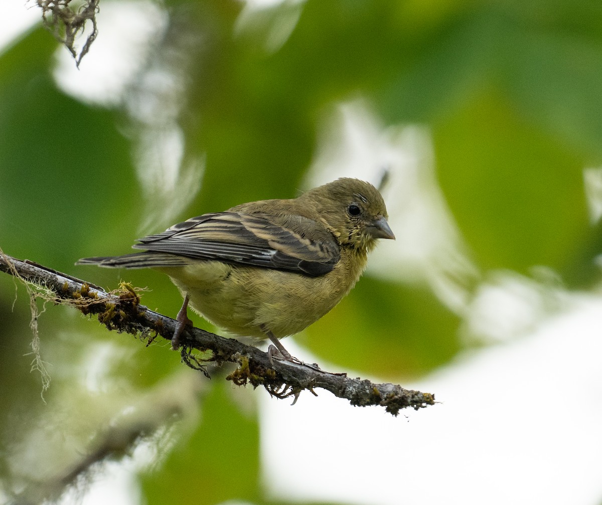 Lesser Goldfinch - ML646442113