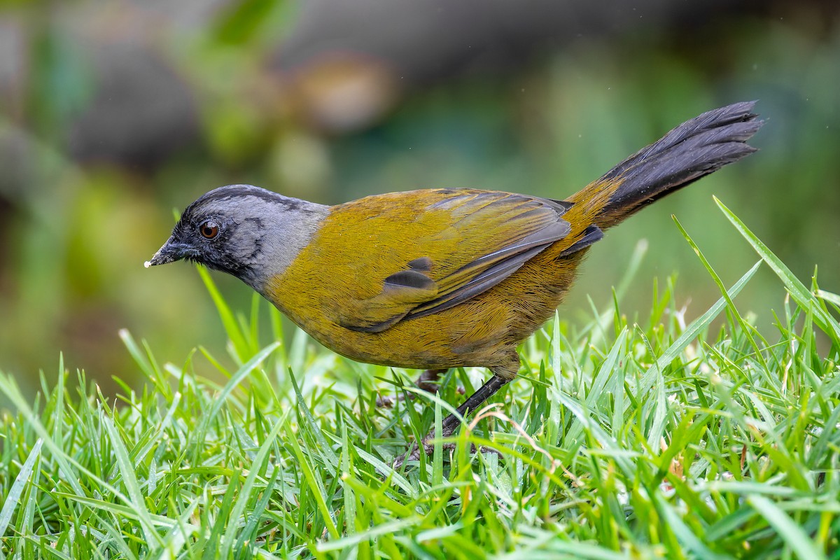 Large-footed Finch - ML646442116