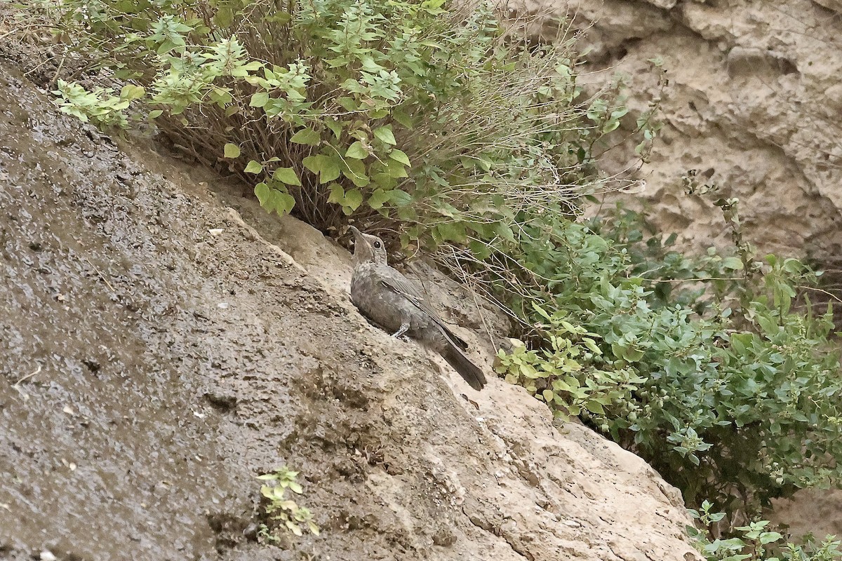Blue Rock-Thrush - ML646442117
