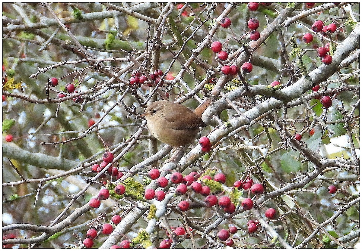 Eurasian Wren - ML646442118